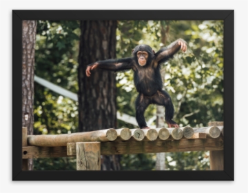Orangutan, HD Png Download, Free Download