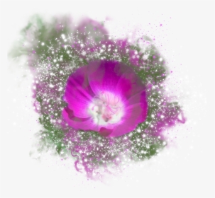 Geissorhiza, HD Png Download, Free Download