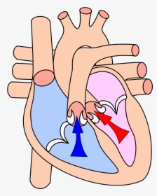 Systole And Diastole Gif, HD Png Download, Free Download