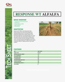 Response Wt Alfalfa - Alfalfa, HD Png Download, Free Download