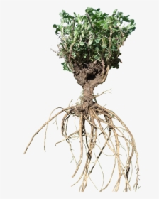 Transparent Plant With Roots Png - Alfalfa With Deep Roots, Png Download, Free Download