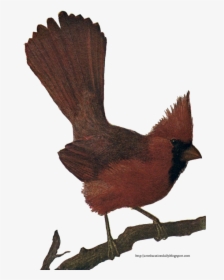 Transparent Cardinal Bird Png - Perching Bird, Png Download, Free Download