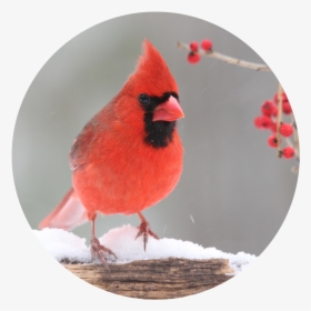 Lp Winterbird - Northern Cardinal, HD Png Download, Free Download