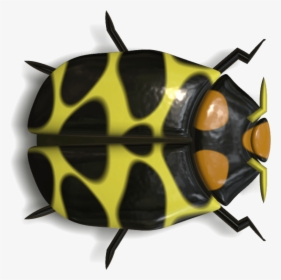 Ladybug Black And Yellow - Ladybird Beetle, HD Png Download, Free Download