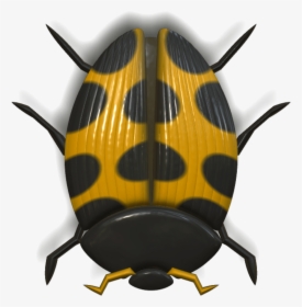 Ladybug Orange And Black - Ladybird Beetle, HD Png Download, Free Download