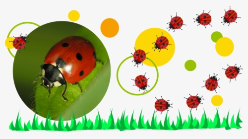 Zevenstippelig Lieveheersbeestje, HD Png Download, Free Download