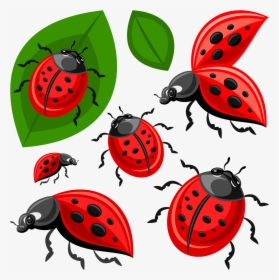 Ladybird Beetle Clip Art, HD Png Download, Free Download