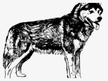 Siberian Husky Clipart Png - Black And White Husky Png, Transparent Png, Free Download