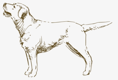 Hunting Dog, HD Png Download, Free Download