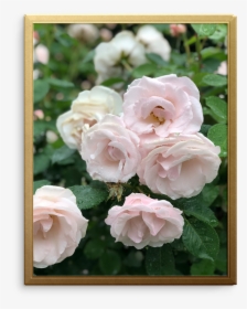 Rose Art Print - Hybrid Tea Rose, HD Png Download, Free Download