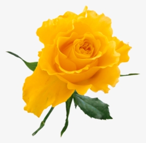 Yellow Rose Art - Transparent Background Yellow Flower Clipart, HD Png Download, Free Download