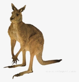 Red Kangaroo Australia Tail Quokka - Kangaroo Png, Transparent Png, Free Download