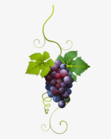Transparent Background Grape Clipart , Transparent - Transparent Background Grape Vine Clipart, HD Png Download, Free Download