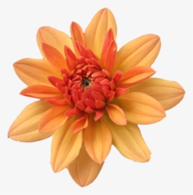 Orange Flower Clip Art - Orange Flower Transparent, HD Png Download, Free Download