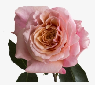 Peach Mayra Garden Rose, HD Png Download, Free Download