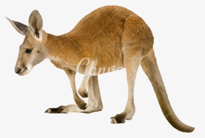 Clip Art Pictures Of Marsupial Animals - Como Se Dice Canguro En Inglés, HD Png Download, Free Download