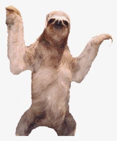 Sloth Transparent Logo, HD Png Download, Free Download