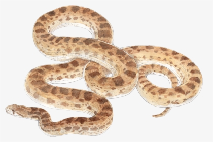 Clip Art Eastern Fox Snake - Bull Snake No Background, HD Png Download, Free Download