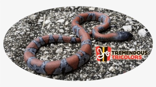 Sonoran Coral Snake, HD Png Download, Free Download
