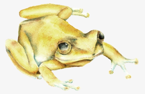 Frog Free Puerto Rico Coqui, HD Png Download, Free Download