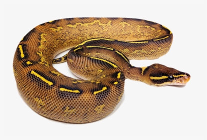 Ball Python Png, Transparent Png, Free Download