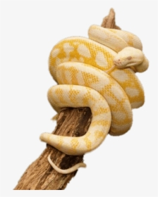 Yellow Python Wrapped Around Trunk - Snake Wrapped Around Png, Transparent Png, Free Download