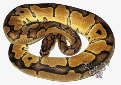 Clip Art Pictures Of Ball Pythons - Serpent, HD Png Download, Free Download