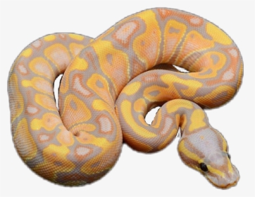 #snake #ballpython #cute - Ball Python Cute Snake, HD Png Download, Free Download