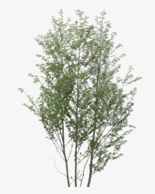 Transparent Tree Branches Png - Arboles Pequeños Png, Png Download, Free Download