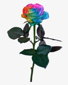 Transparent Rainbow Rose Png - Stem Rainbow Rose Png, Png Download, Free Download