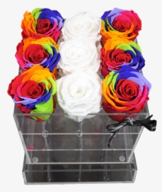 Transparent Rainbow Rose Png - Garden Roses, Png Download, Free Download