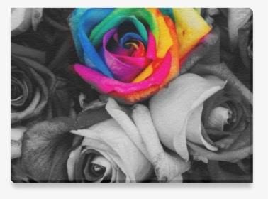 Blach,white Splash Roses Canvas Print 7"x5" - Colorful Roses, HD Png Download, Free Download