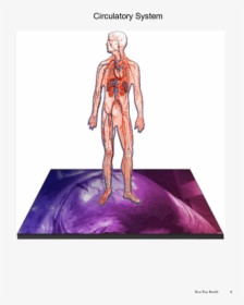 Gif Human Body System, HD Png Download, Free Download