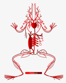 Layers - Circulatory System Leg Of Frog, HD Png Download, Free Download