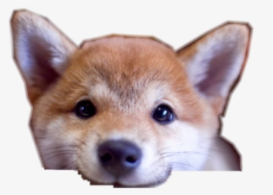 Cropped-shiba - Ivory, HD Png Download, Free Download
