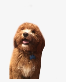 #goldendoodle #puppy #dog #cute #fluffy #freetoedit - Labradoodle, HD Png Download, Free Download