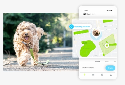 Go Screen Location - Goldendoodle, HD Png Download, Free Download