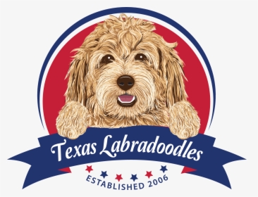 Cockapoo Goldendoodle Puppy Labradoodle Cavapoo - Labradoodle Puppies For Sale In Texas, HD Png Download, Free Download