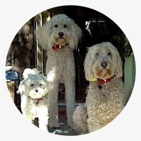 The Kids Of Mariosiart Murphy Woofie Howie - Labradoodle, HD Png Download, Free Download
