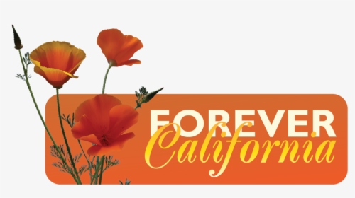 Forever California Mark - Eschscholzia Californica, HD Png Download, Free Download