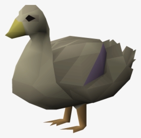 Duck, HD Png Download, Free Download