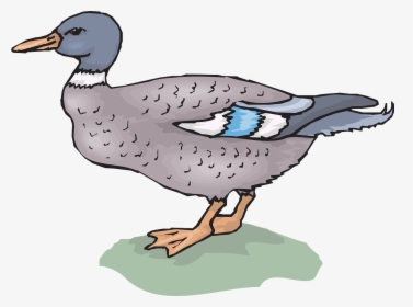 Duck, HD Png Download, Free Download