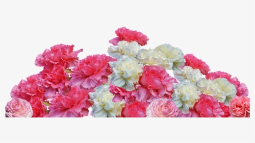 Transparent Pink Carnation Clipart - Carnation, HD Png Download, Free Download