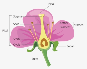 Parts Of A Flower - Diagram Of A Flower Fill In The Blanks, HD Png Download, Free Download