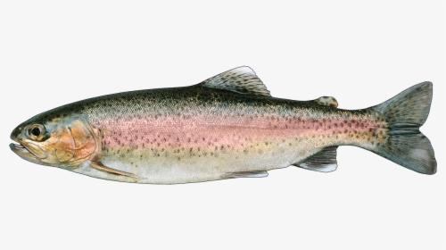 Rainbow Trout Png, Transparent Png, Free Download