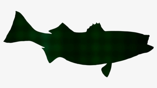 Transparent Striped Bass Png Image - Cartilaginous Fish, Png Download, Free Download