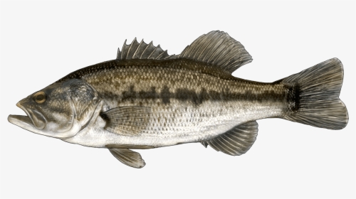 Large Mouth Black Bass, HD Png Download, Free Download