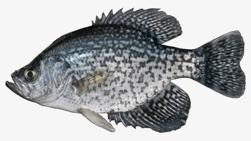 Black Crappie Fish, HD Png Download, Free Download
