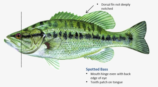 Spotted Bass - Hinge On A Fish, HD Png Download, Free Download