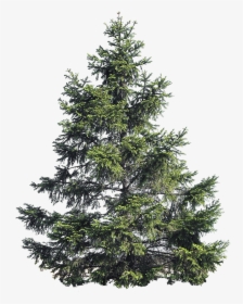 Transparent Tree Cutout Png - Pine Tree No Background, Png Download, Free Download